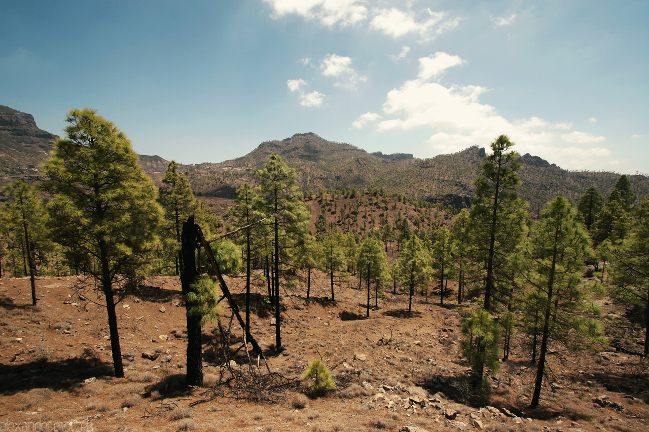 Gran Canaria - Pines Foto von Gran Canaria Verbrannte Pinien Bäume